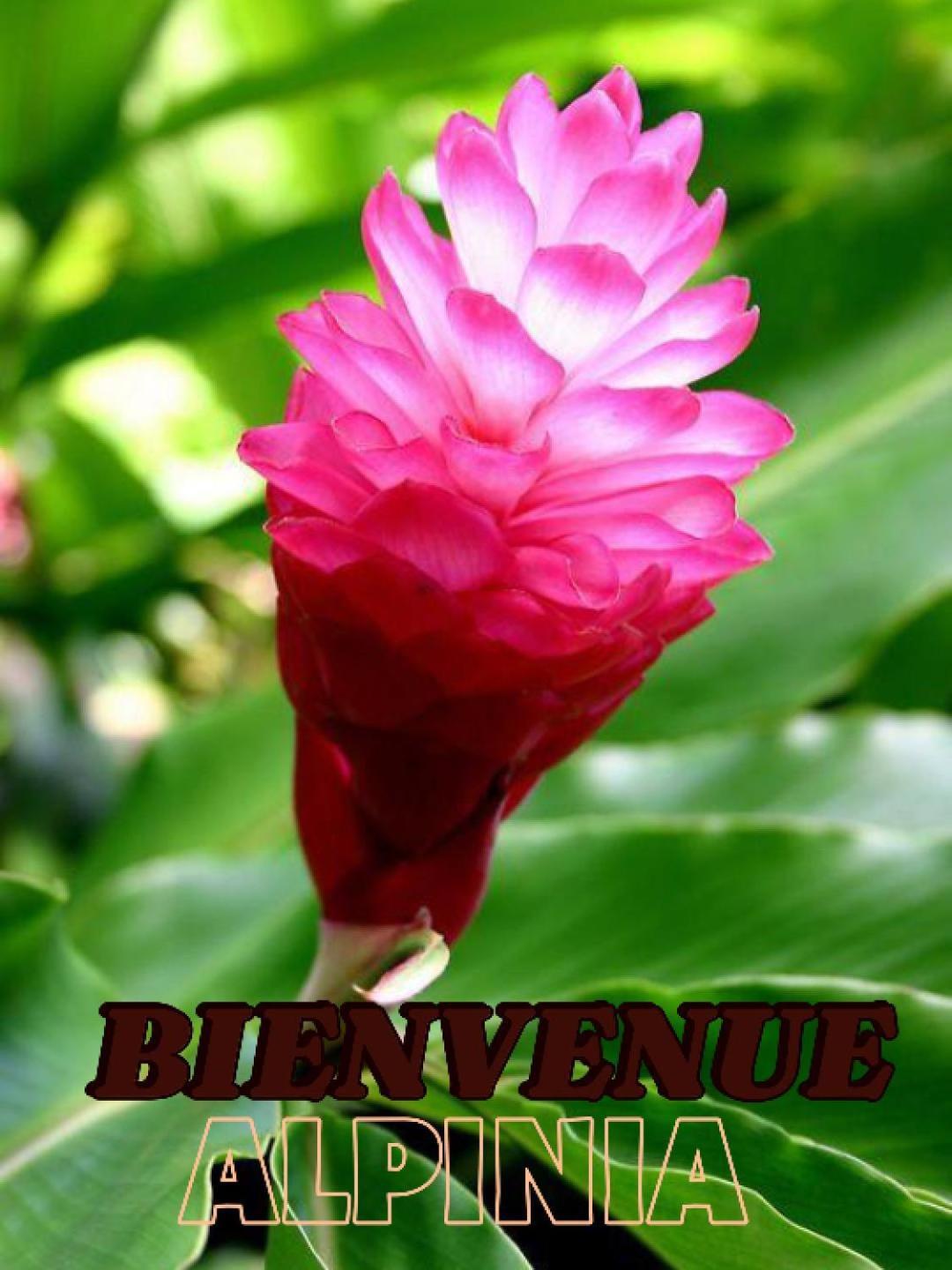 Appartamento Alpinia Sainte-Anne Esterno foto